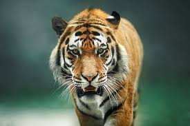 Imagen de un Tigre